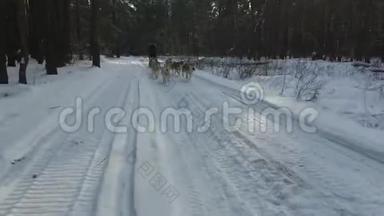 西伯利亚<strong>哈士奇</strong>在<strong>狗</strong>队。 在森林里奔跑。 与西伯利亚<strong>哈士奇狗</strong>队一起乘坐雪橇。
